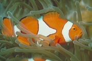 Clownfish Magnet