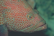 Grouper Mousepad