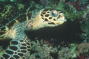 Hawksbill Turtle Poster