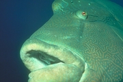 Humphead Wrasse Mousepad