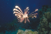 Lion Fish Poster