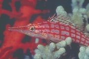 Long-nosed Hawkfish Poster