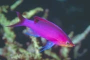 Male Purple Anthias Mousepad