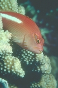 Rainbow Hawkfish Mousepad