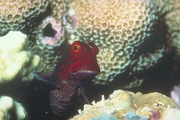 Red-spotted Blenny Mousepad