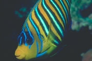 Royal Angelfish Poster