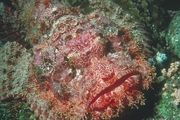 Scorpion Fish Poster