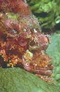 Scorpion Fish Poster