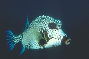 Smooth Trunkfish Mousepad