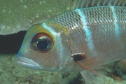 Squirrelfish Poster