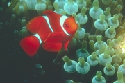 Tomato Clownfish Magnet