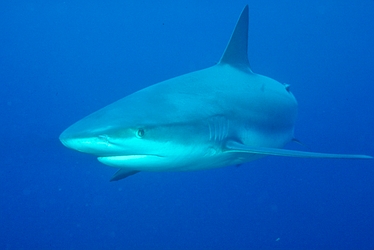 Caribbean Reef Shark