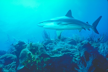 Caribbean Reef Shark