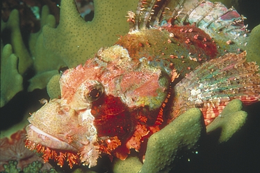 Scorpion Fish