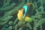 Anemone Fish picture