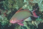 Anthias picture