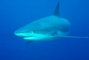 Caribbean Reef Shark picture