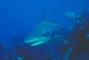 Caribbean Reef Shark picture