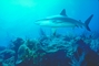 Caribbean Reef Shark picture