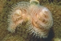 Christmas Tree Worm picture