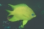 Golden Damselfish picture