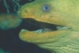 Green Moray Eel picture