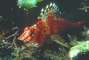 Hawkfish picture