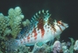 Hawkfish picture