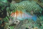 Hawkfish picture