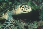 Hawksbill Turtle picture