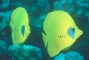 Lemon Butterfly Fish picture