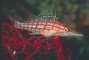 Long-nosed Hawkfish picture