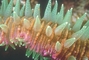 Mushroom Coral picture