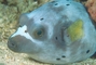 Pufferfish picture