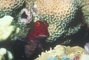 Red-spotted Blenny picture