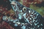 Spotted Moray Eel picture