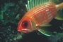 Squirrelfish picture