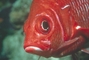 Squirrelfish picture