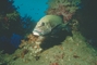 Sweet Lips Grouper picture