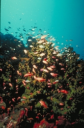 Anthias