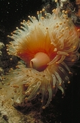 Anemone Magnet