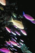 Anthias Fish Poster