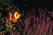 Clown Anemone Fish Mousepad