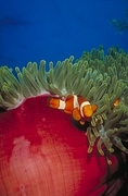 Clown Anemone Fish Mousepad