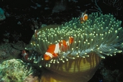 Clown Anemone Fish Mousepad