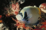 Emperor Angelfish Poster