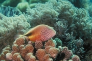 Freckel-faced Hawkfish Poster