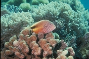 Freckled-face Hawkfish Poster