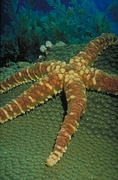 Knobby Starfish Magnet