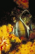 Moorish Idol Poster